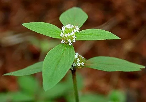 Neotea Nathaichoori Spermacoce Hispida Powder