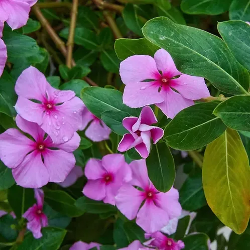 Flax Nithya Kalyani Powder | Sadabahar Rosy Periwinkle | Madagascar