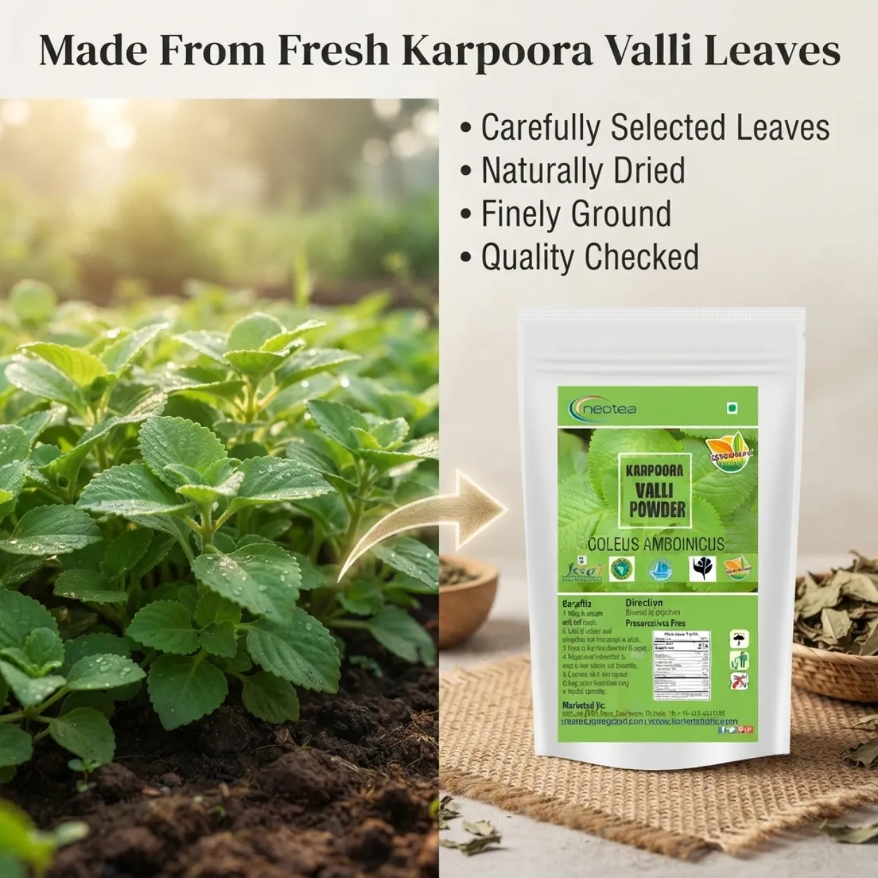 Karpooravalli Powder 100% Natural Indian Herb Powder | Country Borage / Indian Oregano | Traditional Herbal Wellness Ingredient | Pure Plant-Based Powder