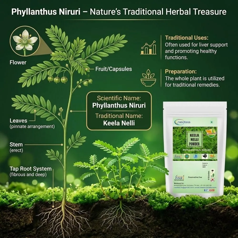 Keelanelli Powder | 100% Natural Pure Keelanelli Herb | Bhumyamalaki Powder | Phyllanthus Niruri | Traditional Ayurvedic Herbal Powder | No Preservatives